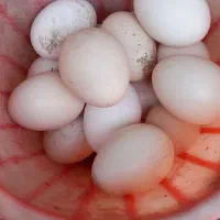 تخم مرغ محلی|خوردنی و آشامیدنی|زنجان, |دیوار