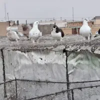 تعداد سنگین آجیل تاکستانن وسلام|پرنده|قزوین, |دیوار