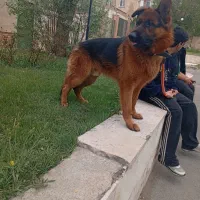 ژرمن یکساله اصیل