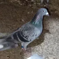 کبوتر پلاکی