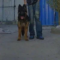 سگ ژرمن