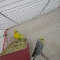 خرگوش یک جفت مرغ عشق خرگوش|موش و خرگوش|مشهد, توس (بلوار توس)|دیوار