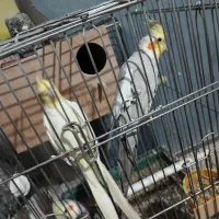 یک جفت عروس هلندی ۳ عدد عروس هلندی