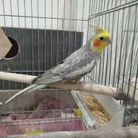 عروس هلندی|پرنده|قم, پردیسان|دیوار