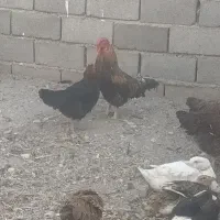 مرغ و خروس و اردک|حیوانات مزرعه|ماهدشت, |دیوار