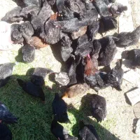 مرغ استرالوپ