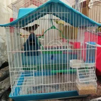 یک جفت فنچ بالغ