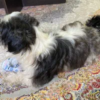 سگ شیتزو عروسکی