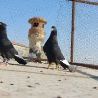 پرنده قارا|پرنده|قزوین, |دیوار