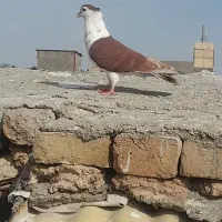 کبوترالمانی‌وهفترنگ‌وکاکلی