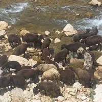 میش‌وبره‌افشاری