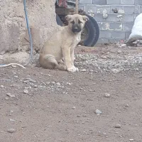 توله سگ سرابی اصیل نژاد دار|سگ|مراغه, |دیوار