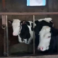 گوساله|حیوانات مزرعه|کردکوی, |دیوار