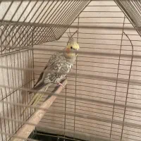 عروس هلندی|پرنده|رشت, نظری|دیوار