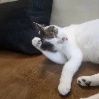 واگذاری گربه عقیم شده ورایگان|گربه|شیراز, ارم|دیوار