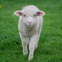 گوسفند زنده برای عید قربان