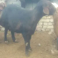 قوچ قزل اصل بره قوچی افشاری