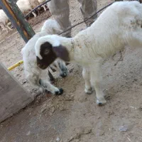 بره شیری نر