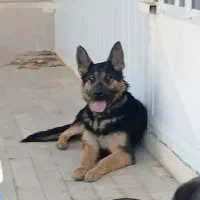 واگذاری سگ ژرمن ورک لاین خالص