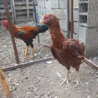 مرغ لاری|حیوانات مزرعه|مزرعه کتول, |دیوار