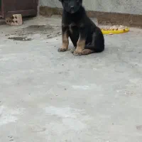 سگ ژرمن|سگ|مشهد, امیر آباد|دیوار