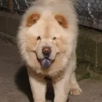 چاوچاو نر فقط برایه کشش با ماده شما