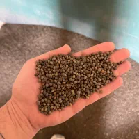 قره ماش اردبیل