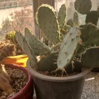 گل کاکتوس|گل و گیاه طبیعی|مشهد, انقلاب|دیوار