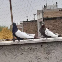 کبوتر سینه ای