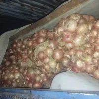 پیاز|خوردنی و آشامیدنی|فیروزه, |دیوار