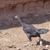 قیمت 2تومن|حیوانات مزرعه|سلیمان, |دیوار