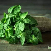 نعنا خشک سمنان