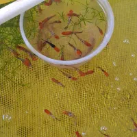 فروش دم شمشیری نژاد سانشو و کوی