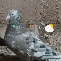 چند جفت کبوتر جوجه کشی