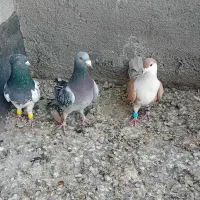 پرنده فروشی|پرنده|طرقبه, |دیوار