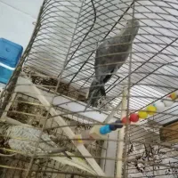 عروس هلندی|پرنده|قم, چهار مردان|دیوار