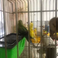 طوطی برزیلی سه ماهه|پرنده|فردیس, فردیس|دیوار