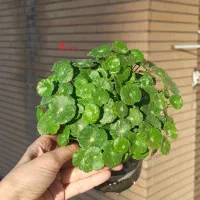 گل‌های آپارتمانی متنوع