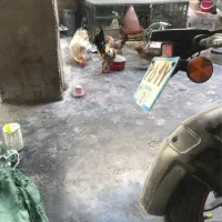 فروش خروس محلی