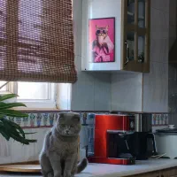 اسکاتیش دبل فولد نژاد اصلی