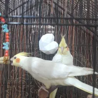 دو عدد عروس هلندی