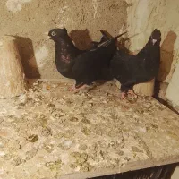 باسلام چند جفت کبوتر خون خالص درسهند|پرنده|سهند, |دیوار