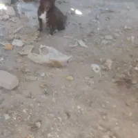 پاکوتاه|سگ|بناب, |دیوار