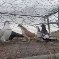 ۸عدد نر رنگه خوشکل