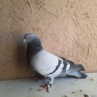 سبز کویتی بازی کن