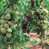 نهال سهند بهترین ارائه دهنده ی نهال در منطقه|خدمات باغبانی و درختکاری|شهریار, شهریار|دیوار