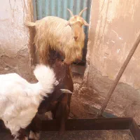 میش بز بیگ|حیوانات مزرعه|مسجد سلیمان, |دیوار