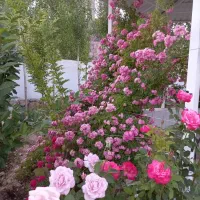 زمین وادان/هاشمک / سفیدکمر / محمودیه / شهرک هوافضا
