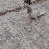 دو عدد گرگی تضمینی|حیوانات|مرند, |دیوار