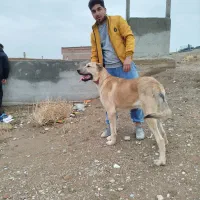 سگ عراقی ۱۶ ماهه